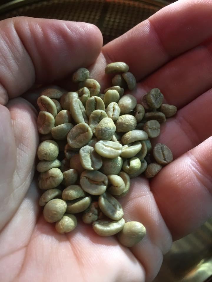 Micro-Roast Coffee Beans - Costa Rica SHG Tarrazu NAVY COFFEE